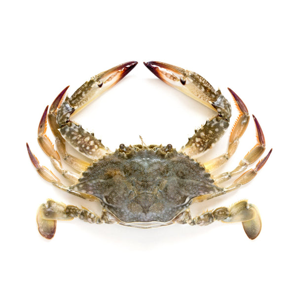 Crab Female ( Local ) 1 Kg - 5 Pcs