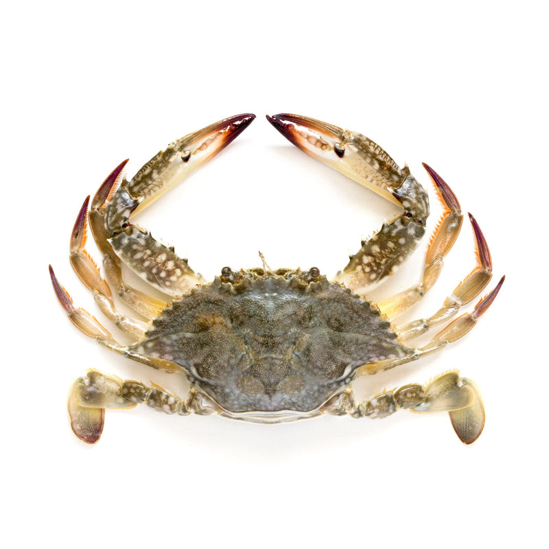 Crab Female ( Local ) 1 Kg - 4 Pcs