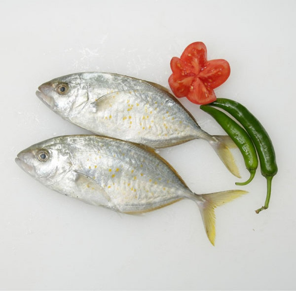 malabar trevally(local)(jesh)