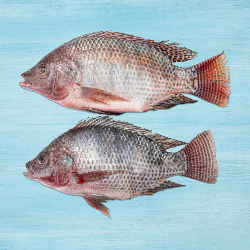 Tilopia 2 Kg - 1 Pc
