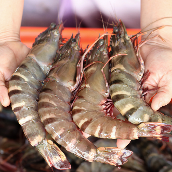 Shrimps Oman Red (10-20) 1 Kg