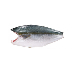 yellowtail(local)(zuraidi)