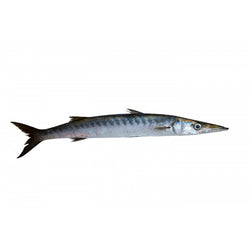 barracuda (local)(jidd)