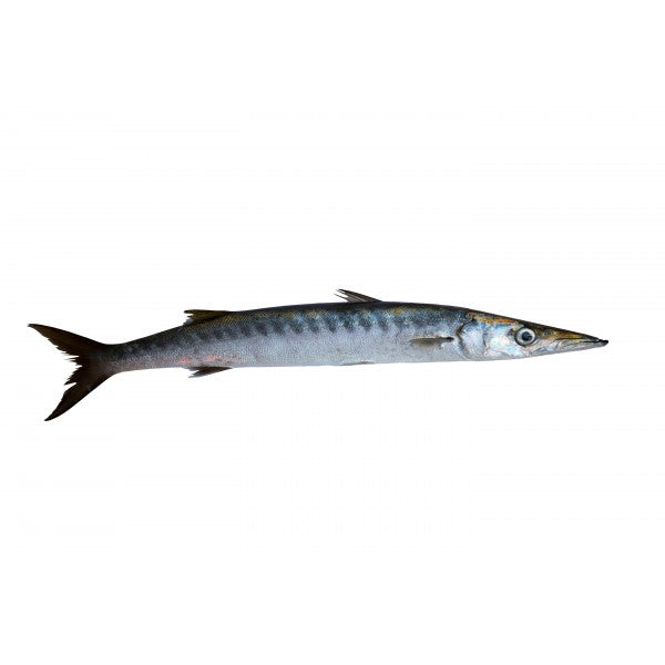 barracuda (local)(jidd)