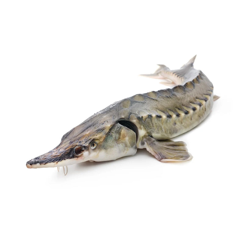 Caviar Fish 3 Kg 1 Pcs