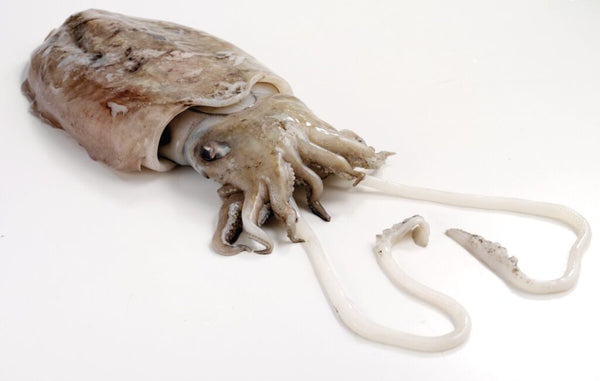 cuttle Fish 1.5 Kg - 1 Pc