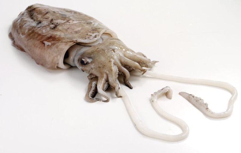cuttle Fish 1.5 Kg - 1 Pc