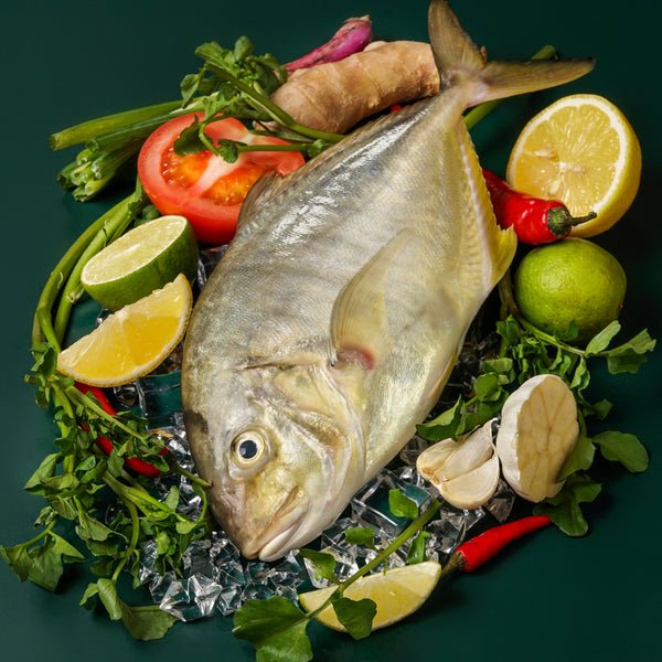 golden trevally(local)(zuraidhi)