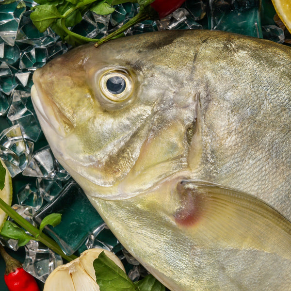 golden trevally(local)(zuraidhi)