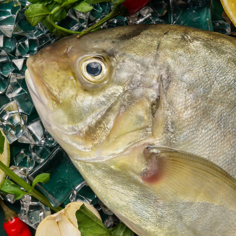 golden trevally(local)(zuraidhi)
