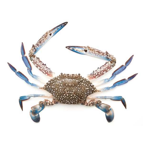 Crab Male ( Local ) 1 Kg - 3 Pcs