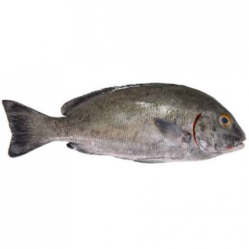 Sweet Lips - Farsh ( Local ) 1 Kg - 1 Pc