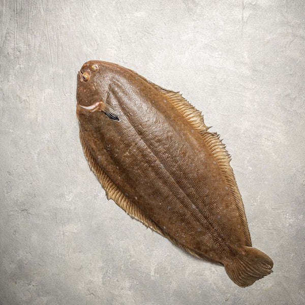 dover sole(local)( moosa)