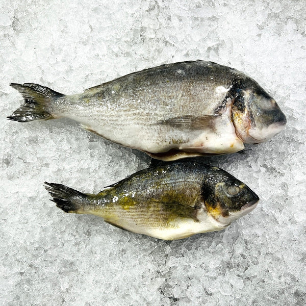 finned seabreem(kuffar)