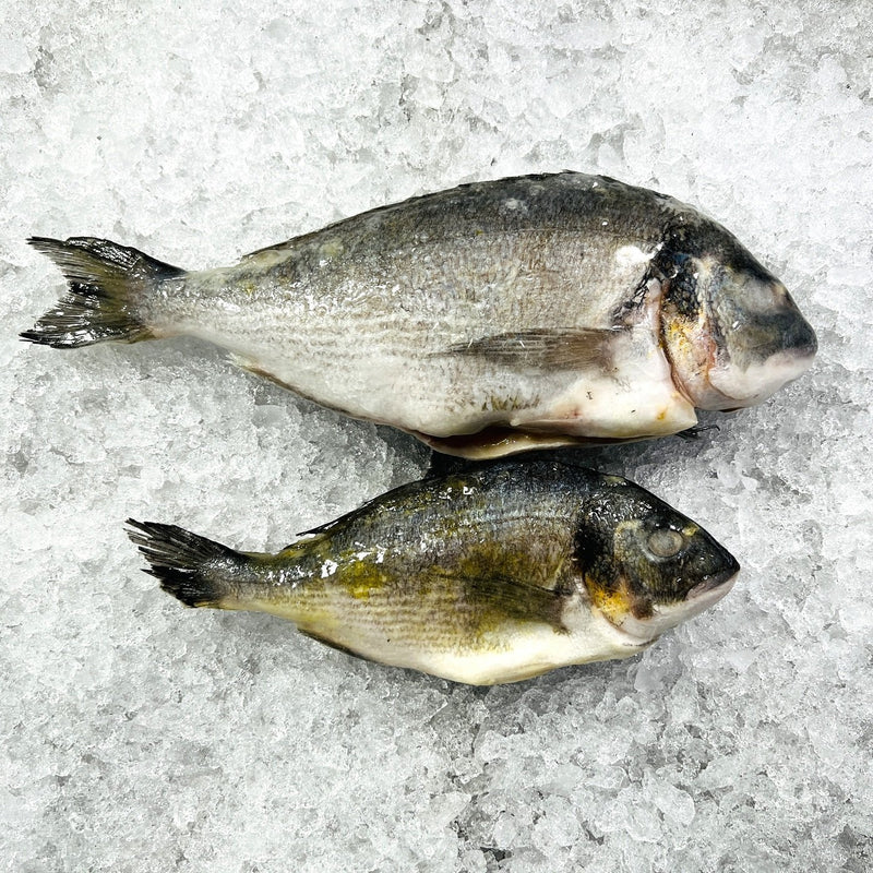 finned seabreem(kuffar)