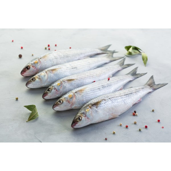 mullet (egypt)(boori)
