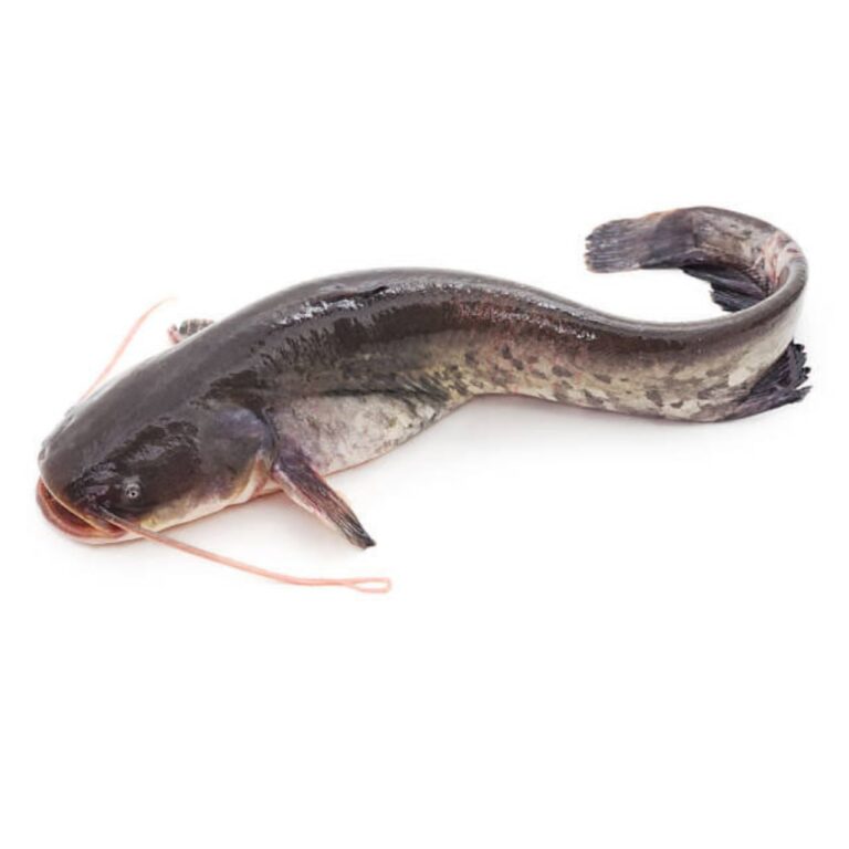 cat fish(local)(khen)