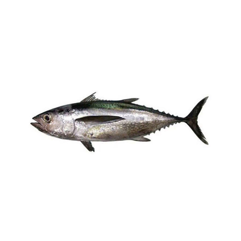 Long Tail Tuna ( Kubbab ) 1.5 Kg - 1 Pc