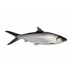 milk fish (local)(aifa)