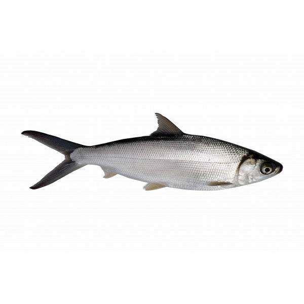 milk fish (local)(aifa)