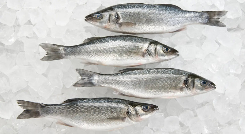 sea bass (turkey) 500 gm - 1 Pc