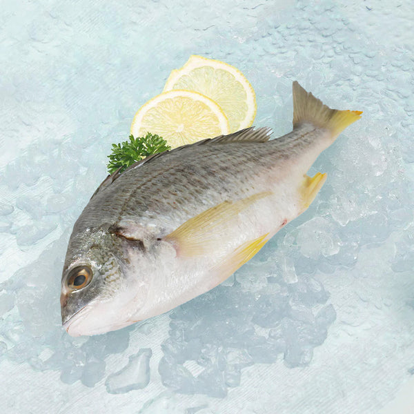 finned seabreem(kuffar)