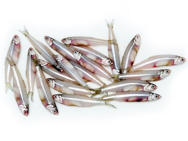 Anchovice (local) 1 Kg -
