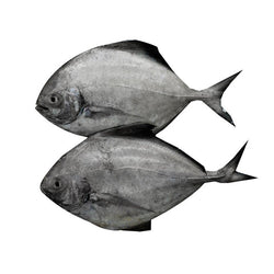 black pomfret(local)(zubaidi)