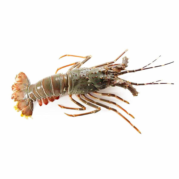 Lobster Oman 1 Kg - 2 Pcs