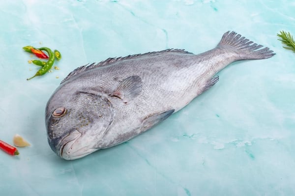 spot snapper(local)(naiser)
