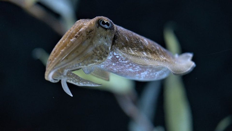 cuttle Fish 1.5 Kg - 1 Pc