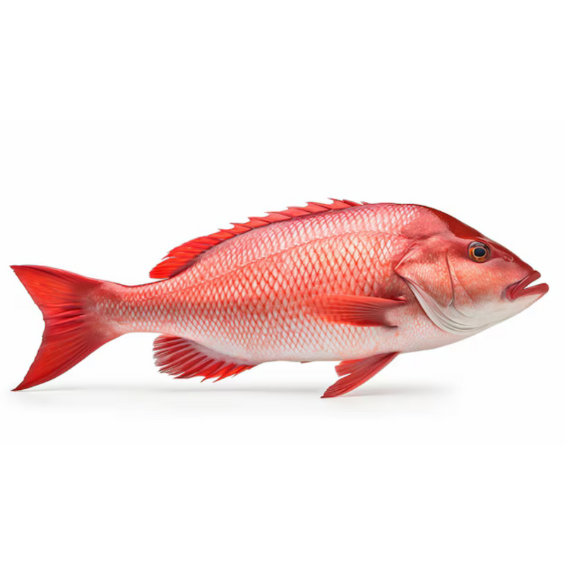 Red Snapper (local) 3 Kg - 1 Pcs