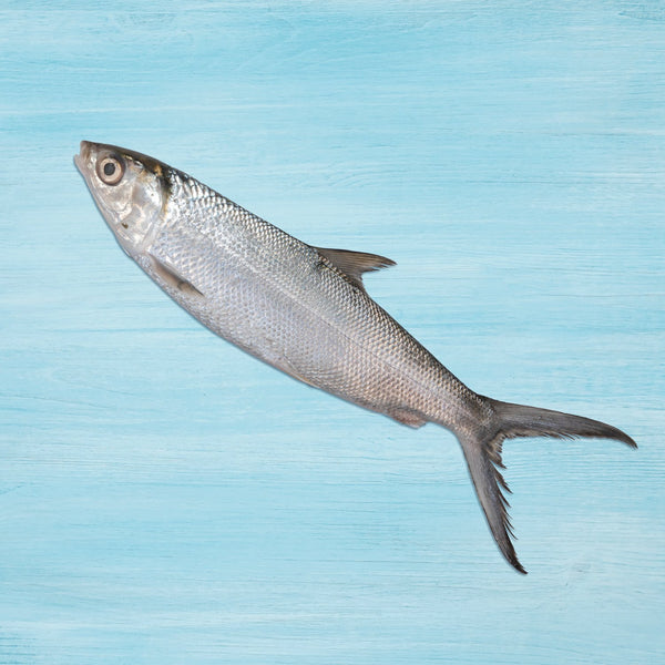Milk fish (local) 1kg- 1 Pc