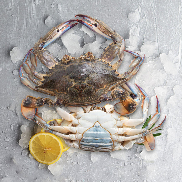 Crab Female ( Local ) 1 Kg - 5 Pcs