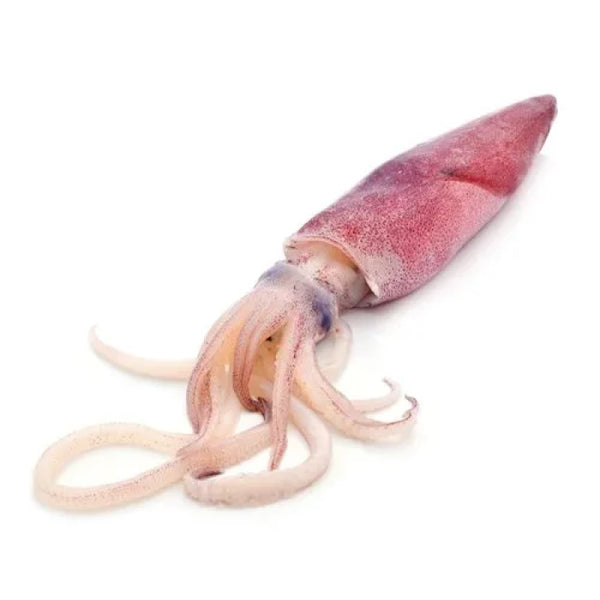 Cuttle Fish 1 Kg - 1 Pc
