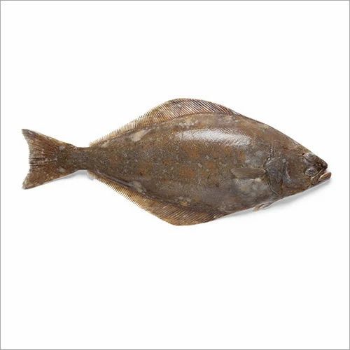 halibut whole 1kg