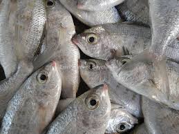 Badha (local) 1 Kg - 4 Pcs