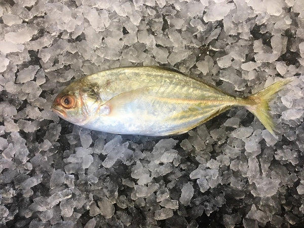 orange spotted trevally(local)(jesh)