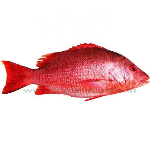 Red Snapper (local) 1 Kg - 1 Pcs