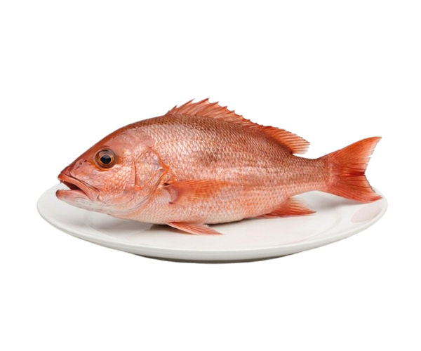 Red Snapper (local) 1.5 Kg - 1 Pcs – Fishhub