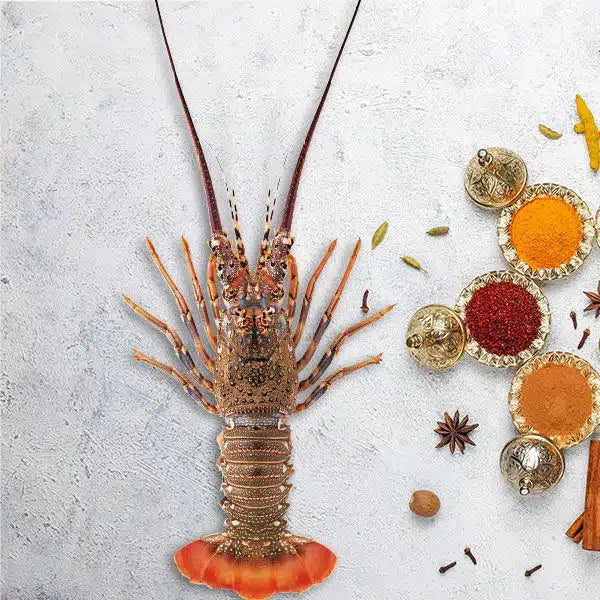 Lobster Oman 1 Kg - 2 Pcs