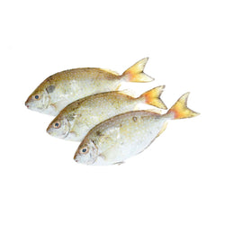 Safi (local)