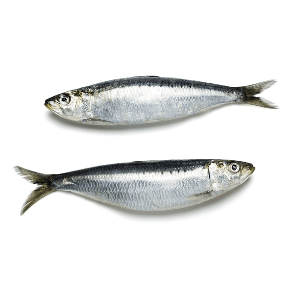 sardeen (oman)  (oma)