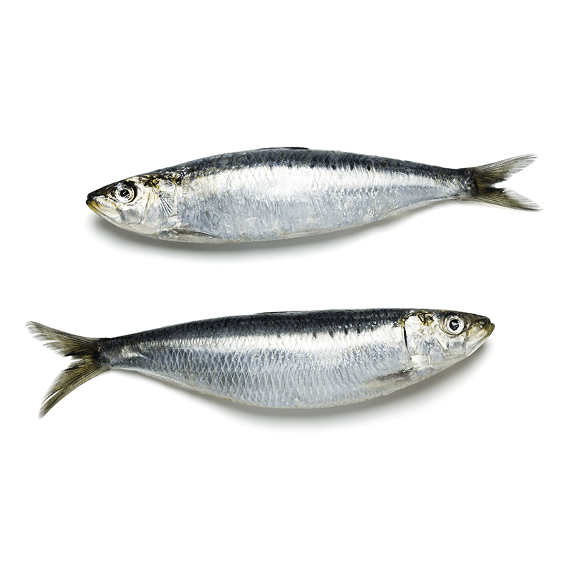 sardeen (oman)  (oma)