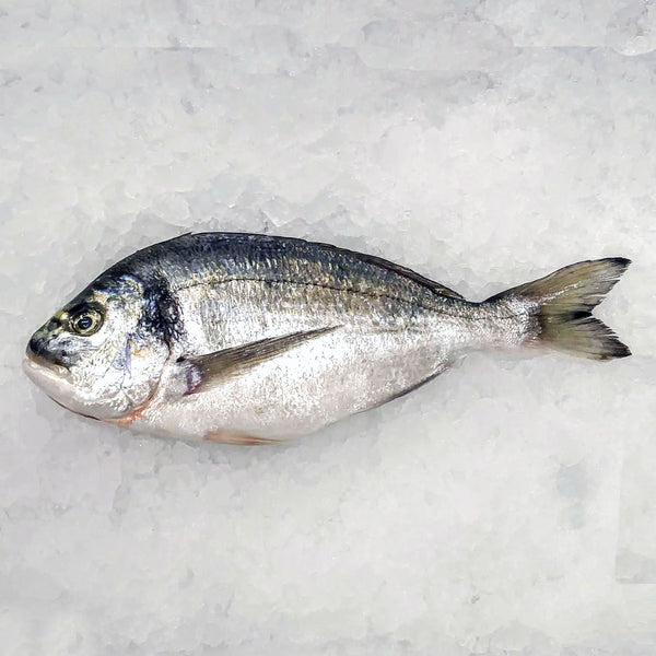 sea bream (turkey)