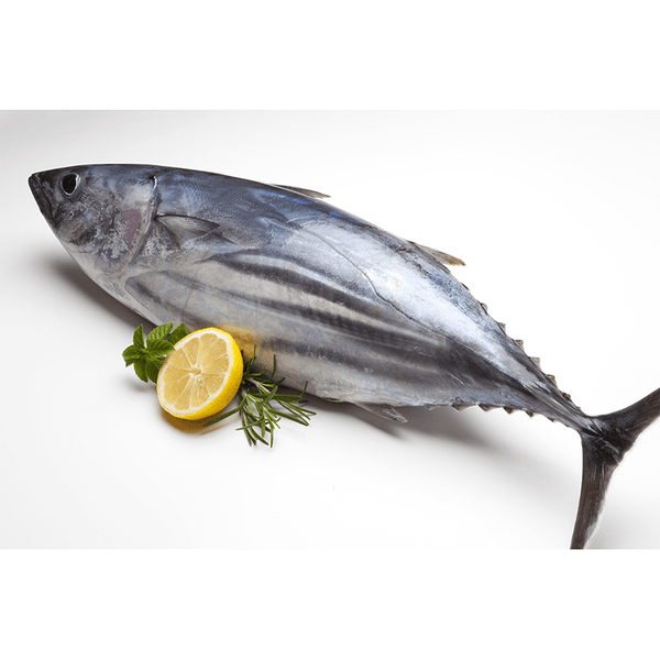 Yellow Fun Tuna 7 Kg - 1 Pc