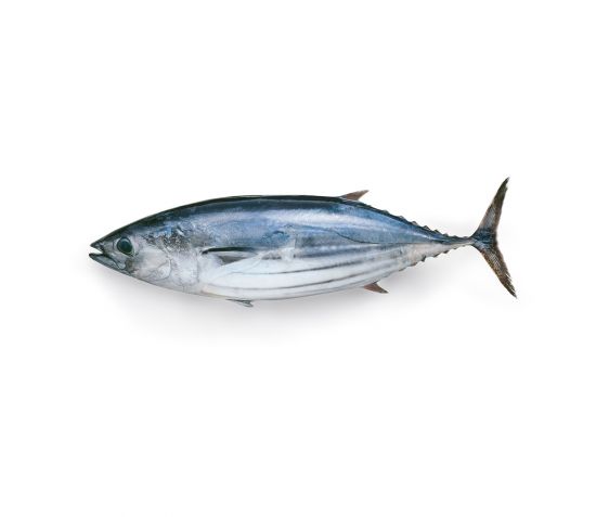 tuna (local)(sudha)