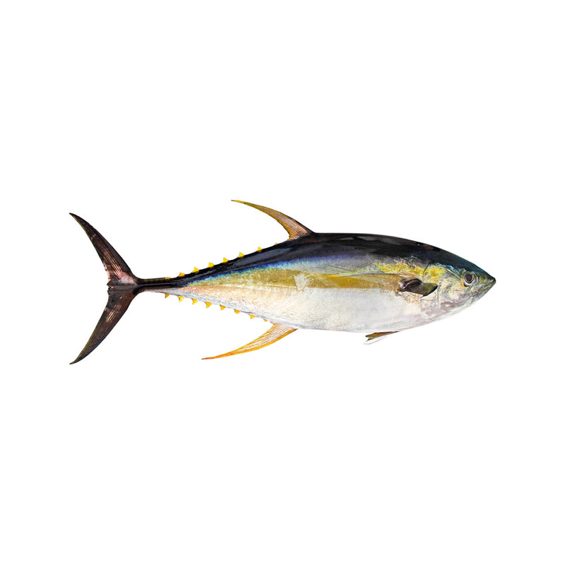 Yellow Fun Tuna 7 Kg - 1 Pc